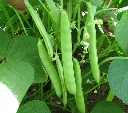 Bora ( Oturak ) Fasülye