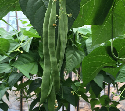 Helda Tipi (Kılçıksız) Fasülye