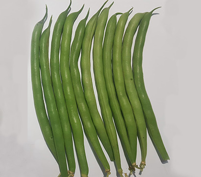 Ruha Oturak Fasülye