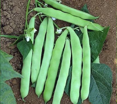 Sarıkız Oturak Fasülye