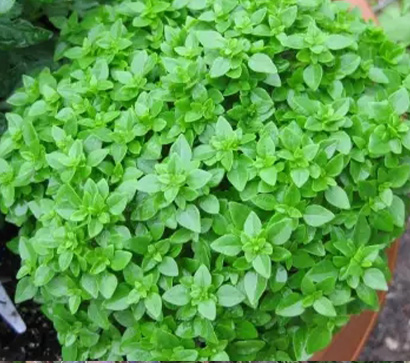 Top Fesleğen-Reyhan