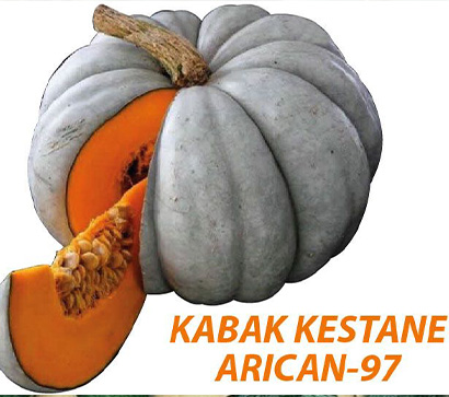 bal kabağı