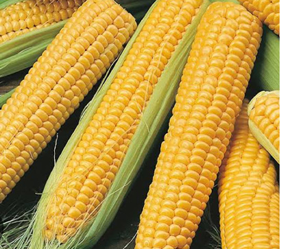 Haşlamalık Süt Mısır